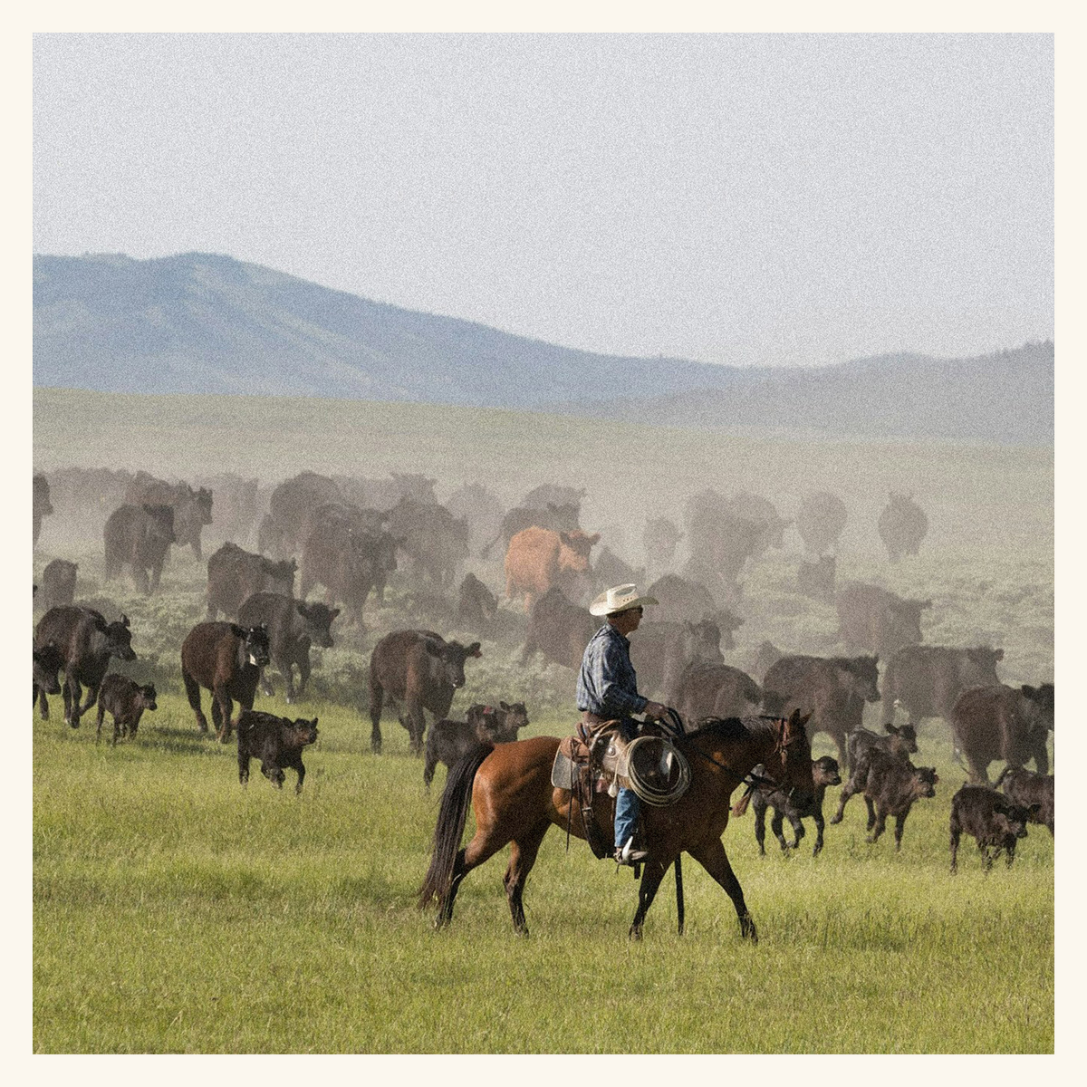Only the Finest:<BR>Our Montana Sources of Grass-Fed Beef