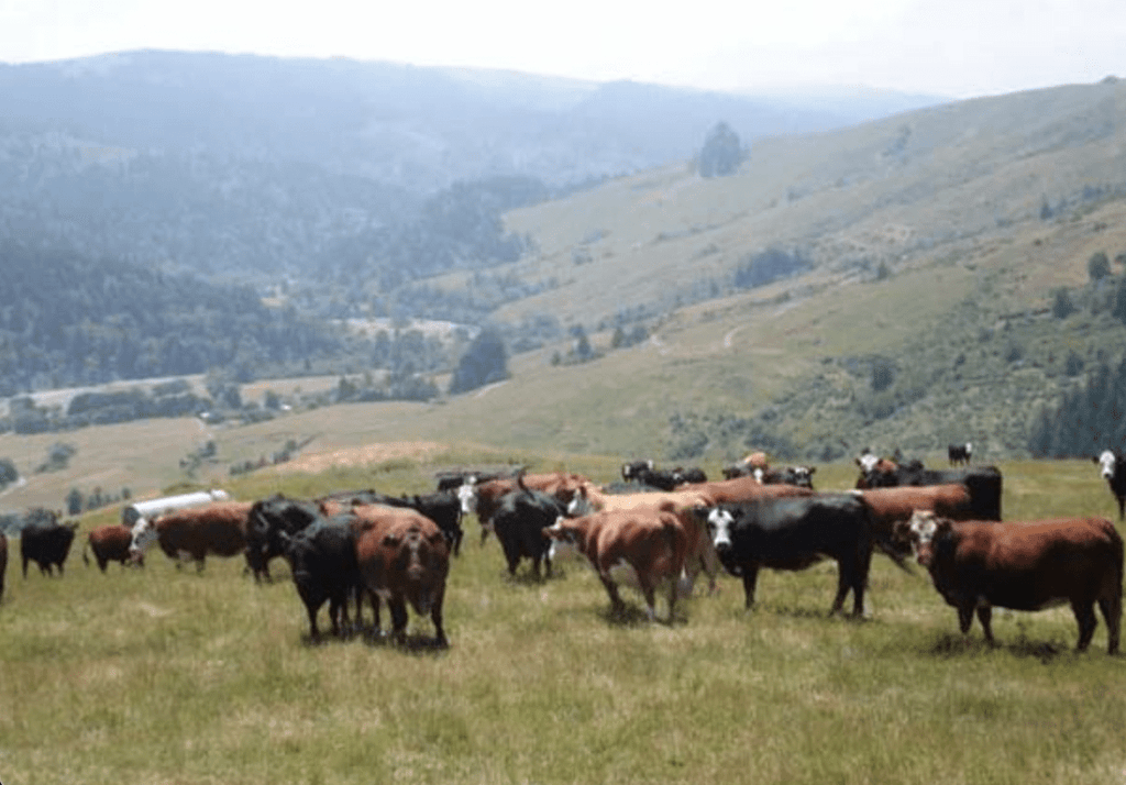 Only the Finest: Our Sources of Grass-Fed Beef - Steadfast Provisions